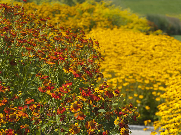 Flores para la ‘quinta estación’